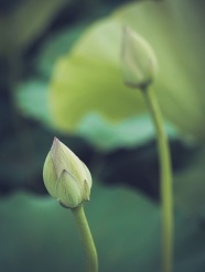 绿色夏日荷叶花苞图片