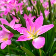 玫粉色水仙花图片