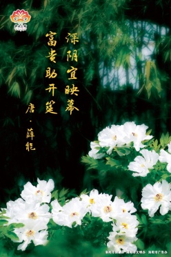 牡丹花都PSD宣传海报