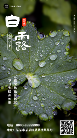 白露节气手机海报