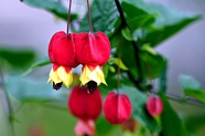 尾随abutilon花朵图片