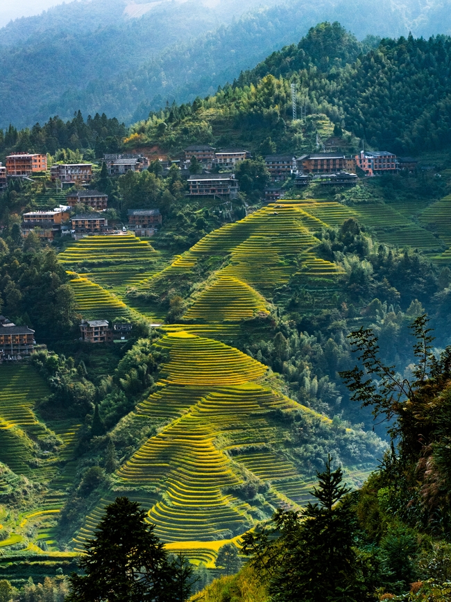 龙脊梯田风景图片