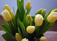 黄色郁金香植物装饰图片