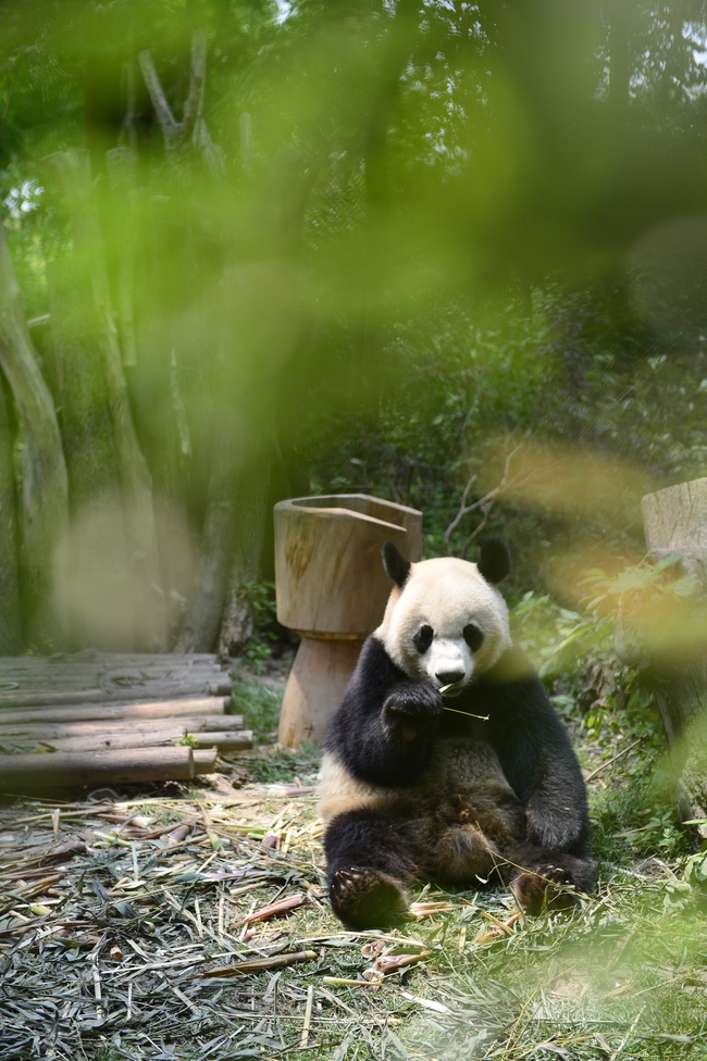 动物园国宝大熊猫图片