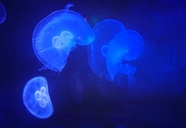 蓝色深海发光水母图片