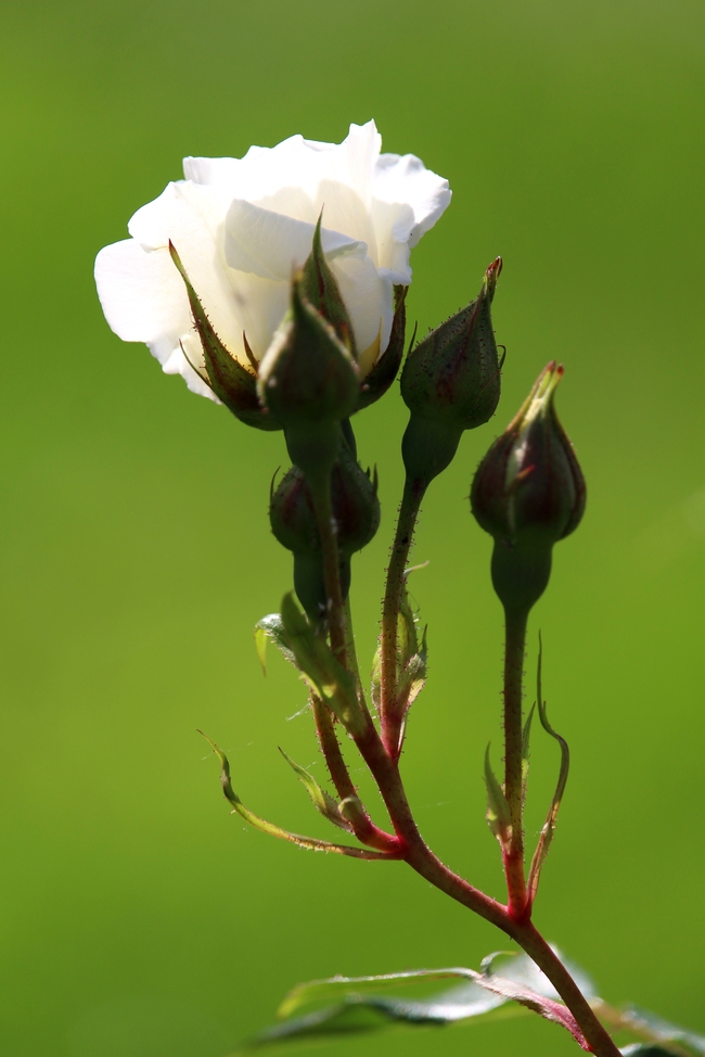 白色玫瑰花蕾图片