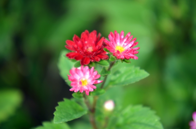 野生江西蜡菊花图片