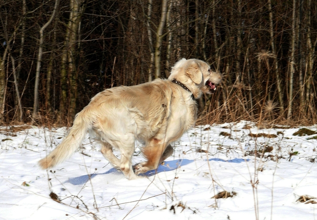 雪地奔跑的猎犬图片
