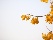 秋季银杏树叶背景图片