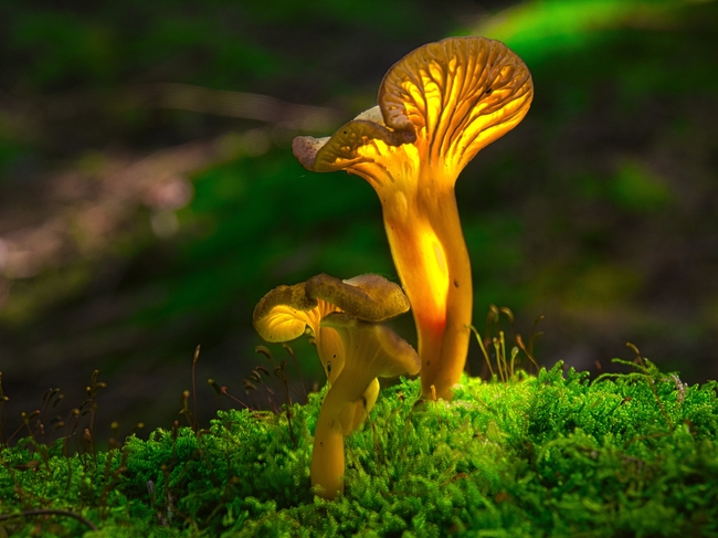 野生苔藓菌类蘑菇图片
