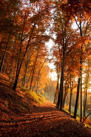 秋天森林景色的图片