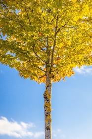 秋天蓝天白云树木图片