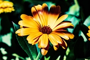 阳光照耀下的非洲雏菊图片