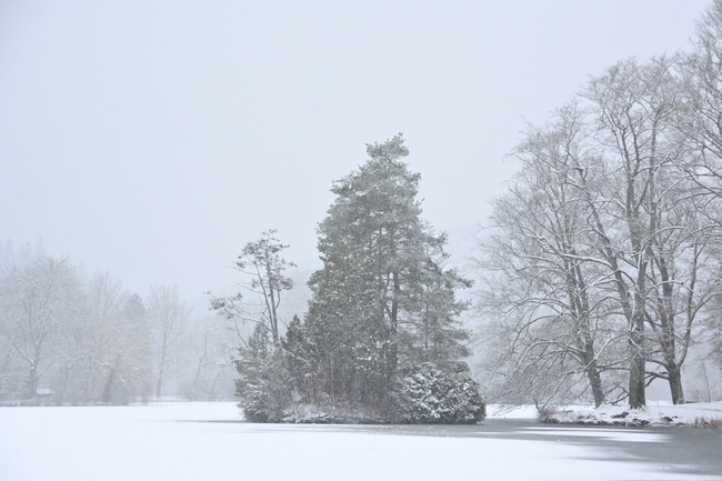 冬天树林降雪图片