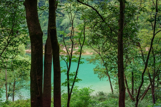 绿色生态林湖泊风景图片