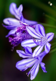 蓝色野百合花图片