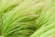 绿色苔草丛图片