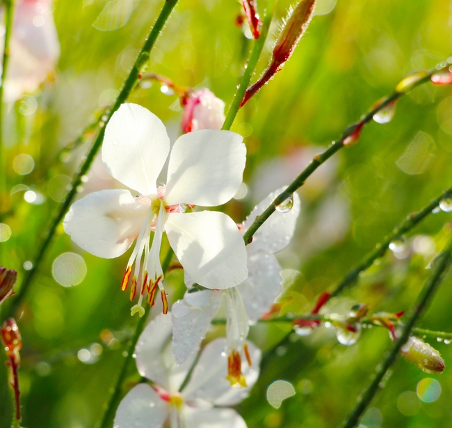 雨后白色花盛开图片