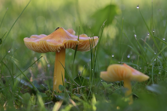 雨后草地野蘑菇图片