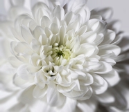 实拍白色菊花图片