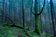 原始森林树木图片