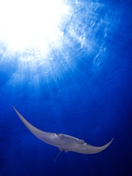 蓝色深海蝠鲼魔鬼鱼图片