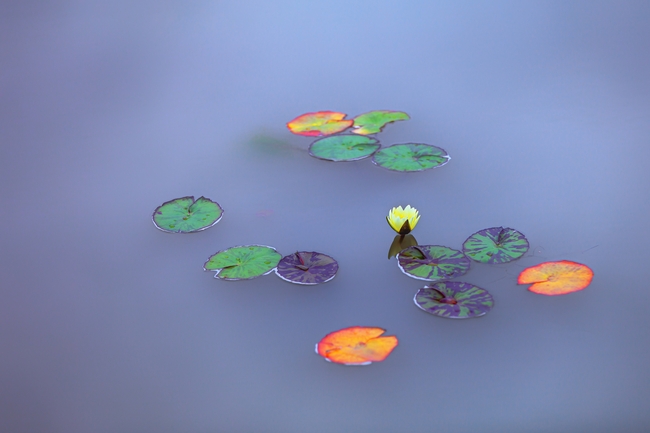 池塘莲花开花图片