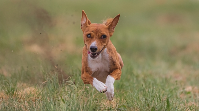 草地狂奔的巴山基犬图片