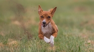 草地狂奔的巴山基犬图片