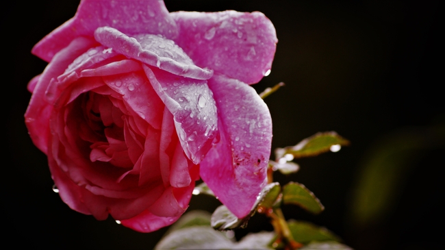 雨后玫瑰花绽放图片