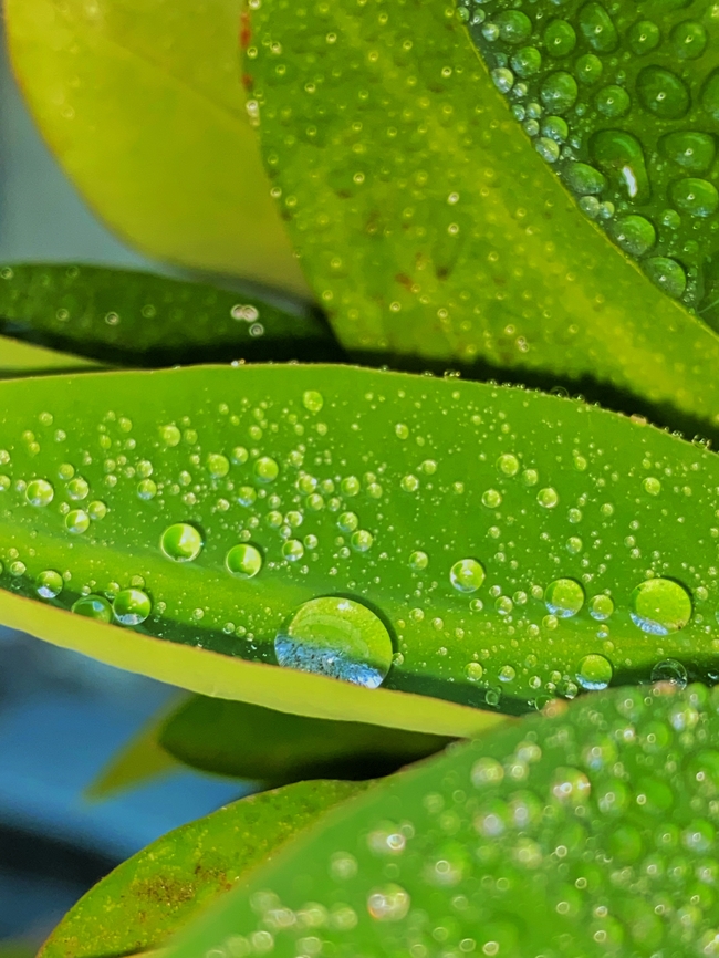 雨后露珠树叶图片