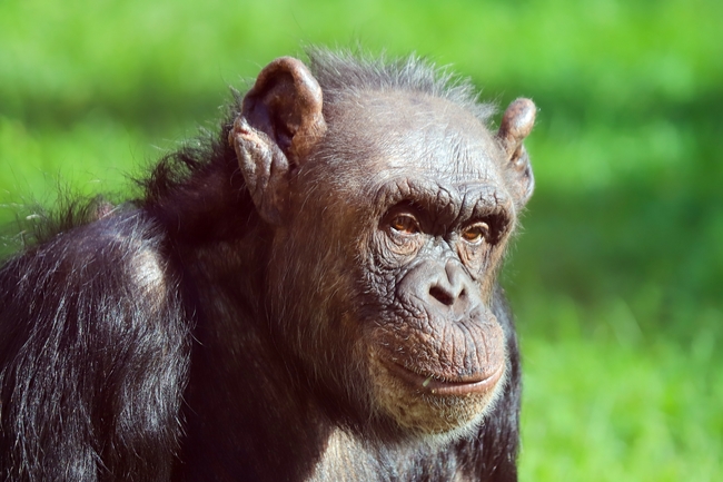 野生黑猩猩灵长类动物图片
