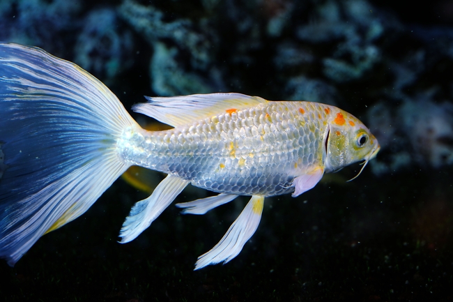 水族馆孔雀鱼图片