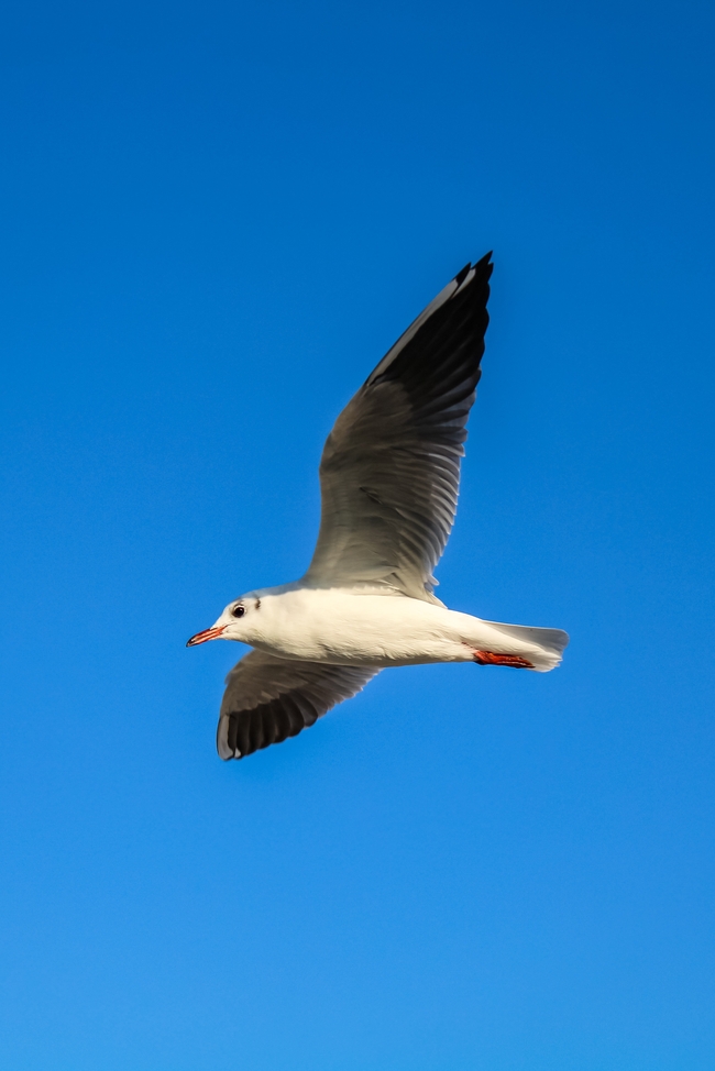 蓝色天空海鸥展翅翱翔图片
