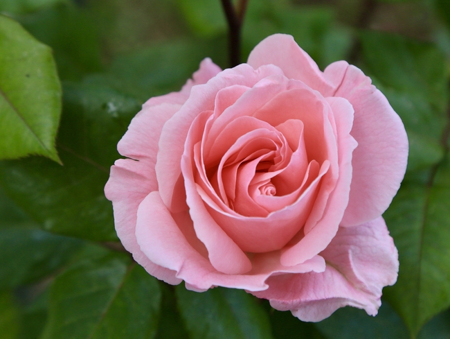 妖娆粉色玫瑰花图片