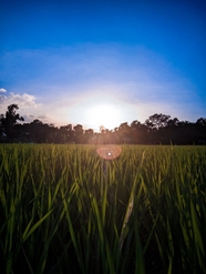 清晨日出稻田绿色禾苗图片