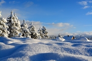 冬季冰雪世界雪松图片