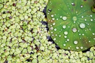 浮萍水生植物图片