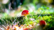 森林草丛野生红蘑菇图片