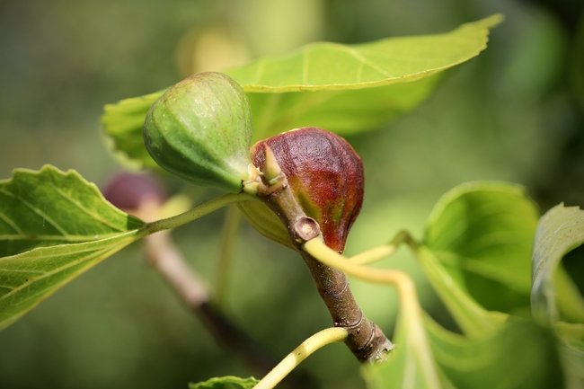 无花果树无花果局部摄影图片