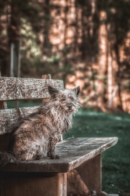 老山小猎犬图片