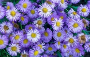 紫菀菊花图片