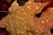 秋天雨后枫叶图片