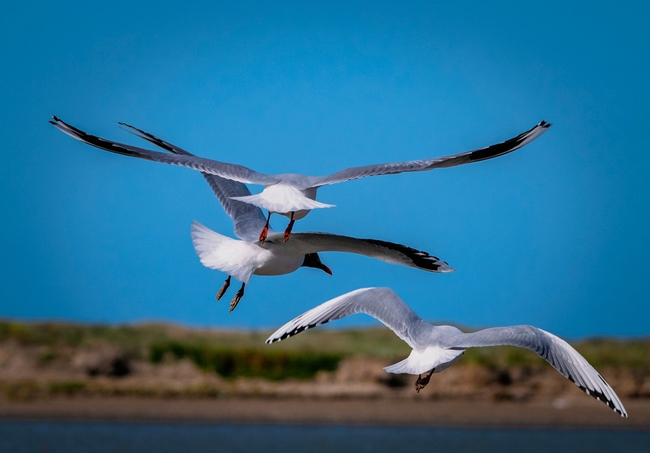 自由飞翔的海鸥图片