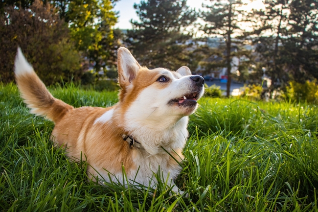 草地彭布罗克威尔士柯基犬图片