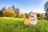 草地威尔士柯基犬可爱图片