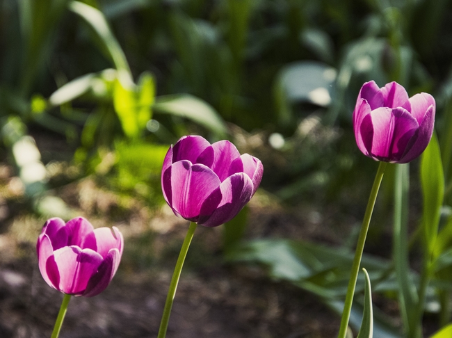 野生紫色郁金香花图片