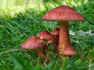 草地野生红色蘑菇图片