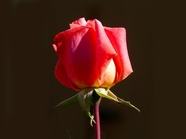玫瑰花单朵图片
