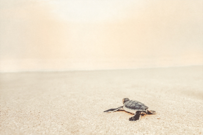 阳光沙滩棱皮龟图片